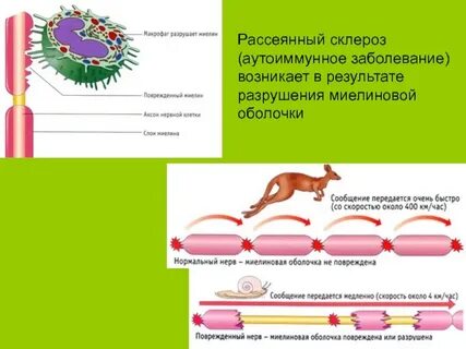 Основные белки миелина