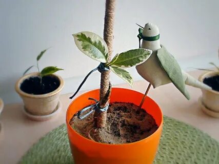 Фикус после обрезки