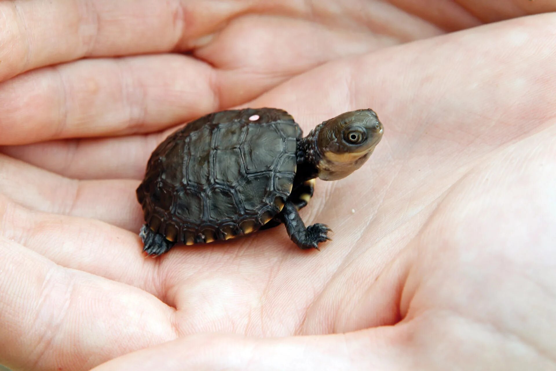 Рождения черепахи. Среднеазиатская Болотная черепаха. Черепашата Болотной черепахи. Европейская Болотная черепаха детеныш. Болотная черепаха маленькая.