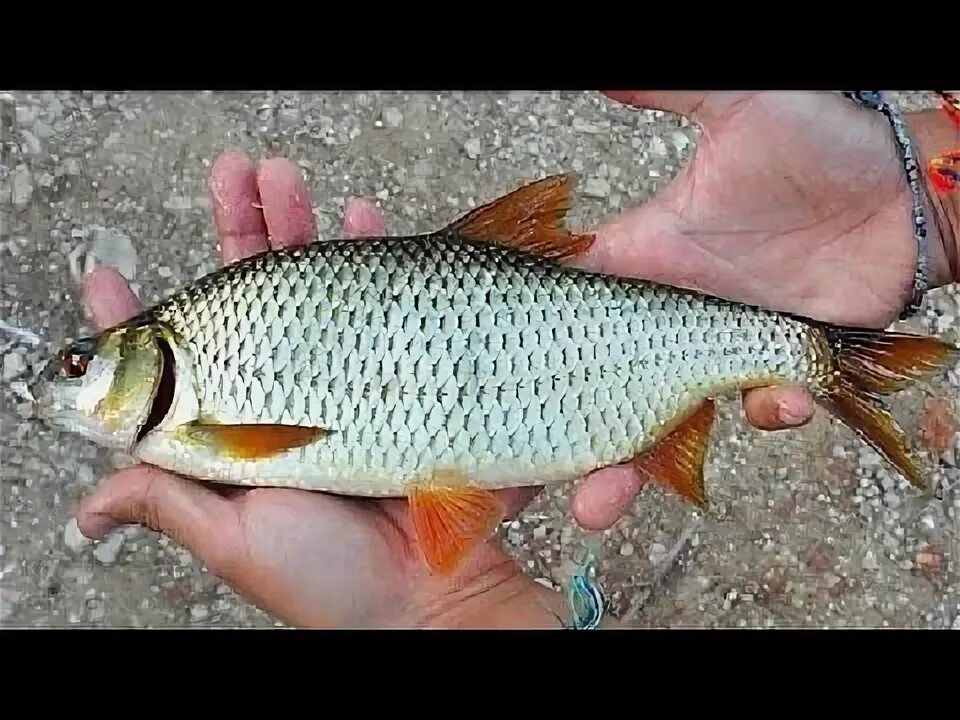 Ловля КРУПНОЙ ПЛОТВЫ на ГОРЕ-МОРЕ Студия телеканала ОХОТА и РЫБАЛКА - YouTube