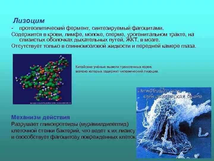 Лизоцим фермент разрушающий клеточную стенку бактерий. Лизоцим иммунология. Механизм действия лизоцима. Лизоцим биологические эффекты.