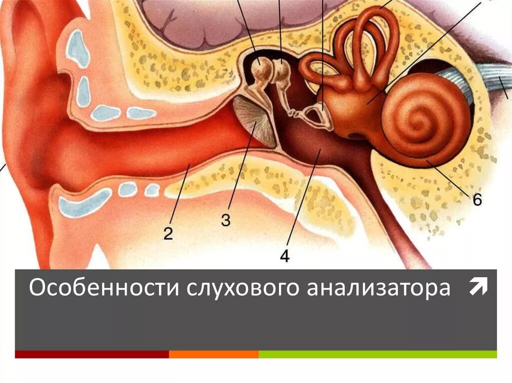 Орган слуха строение уха. Слуховой анализатор 8 класс биология. слуховой анализатор строение уха. строение уха рис 139. строение слухового анализатора.