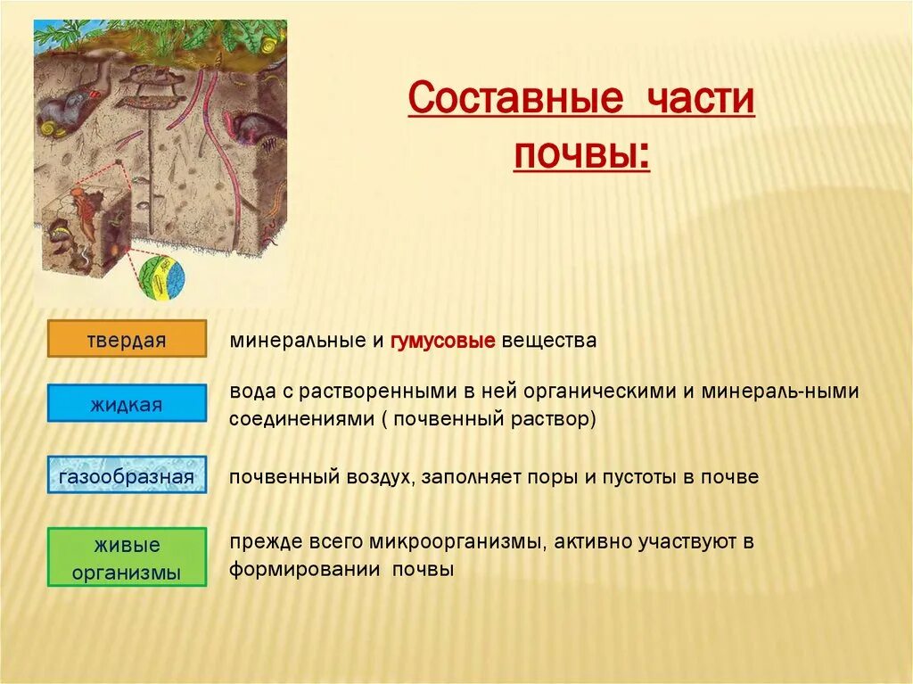 Состав твердой почвы