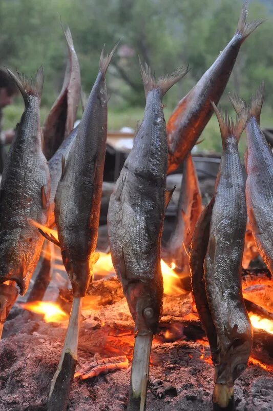 Рыба на костре какая. Рыба на костре. Жарка рыбы на костре. Жареная рыба на природе. Рыба на Рожне.