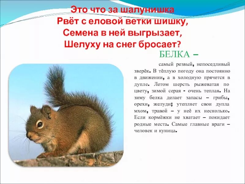 Белка сообщение 4 класс окружающий мир. Описание про белку. сочинение описание про белку. белка описание 4 класс. белки краткое содержание.