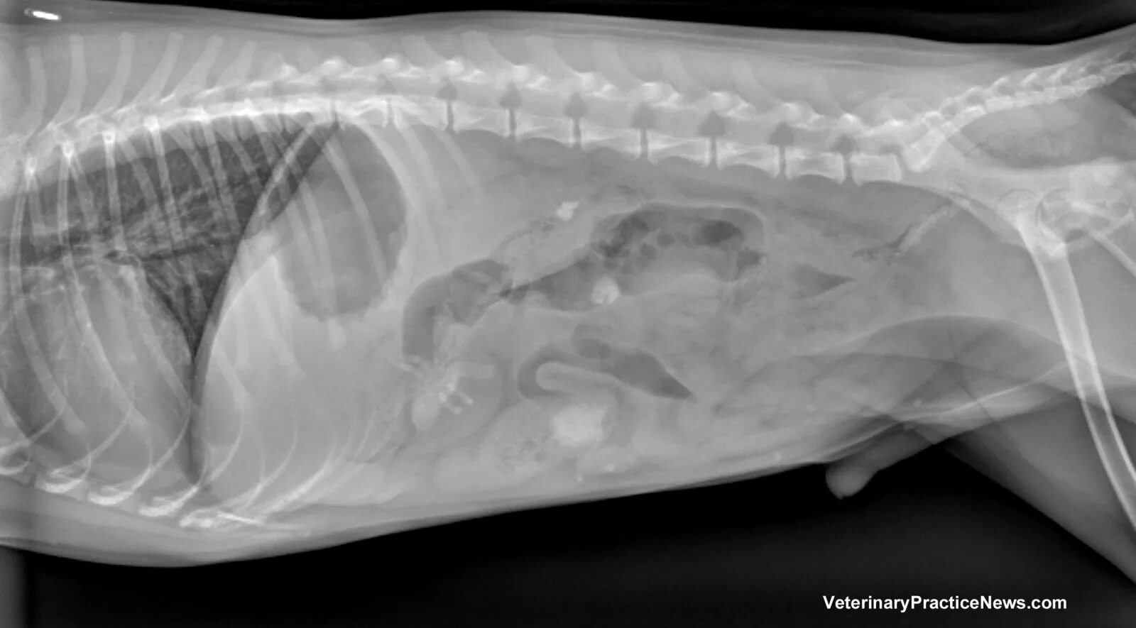 Собака съела 2. Рентген собаки инородное тело.