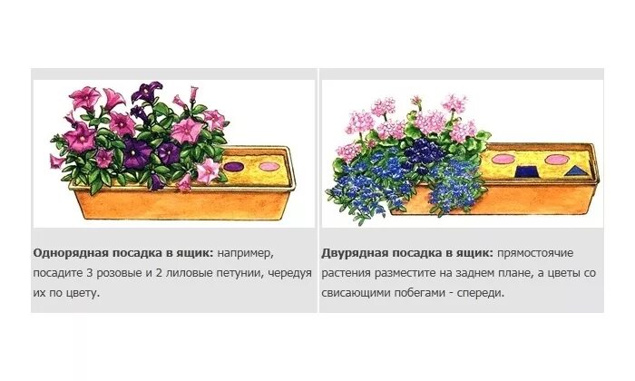 На каком расстоянии сажать цветы. Схемы посадки цветов в балконные ящики. Схема высадки петунии. Цветов петунии схема посадки. Схема посадки семян петуния.