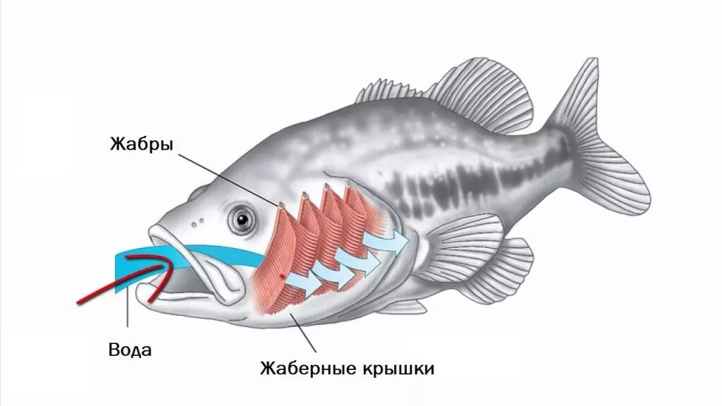 Дыхательная система система костных рыб. Дыхательная система рыб рисунок. Строение жаберной крышки у костных рыб. Дыхательная система рыб жабры.