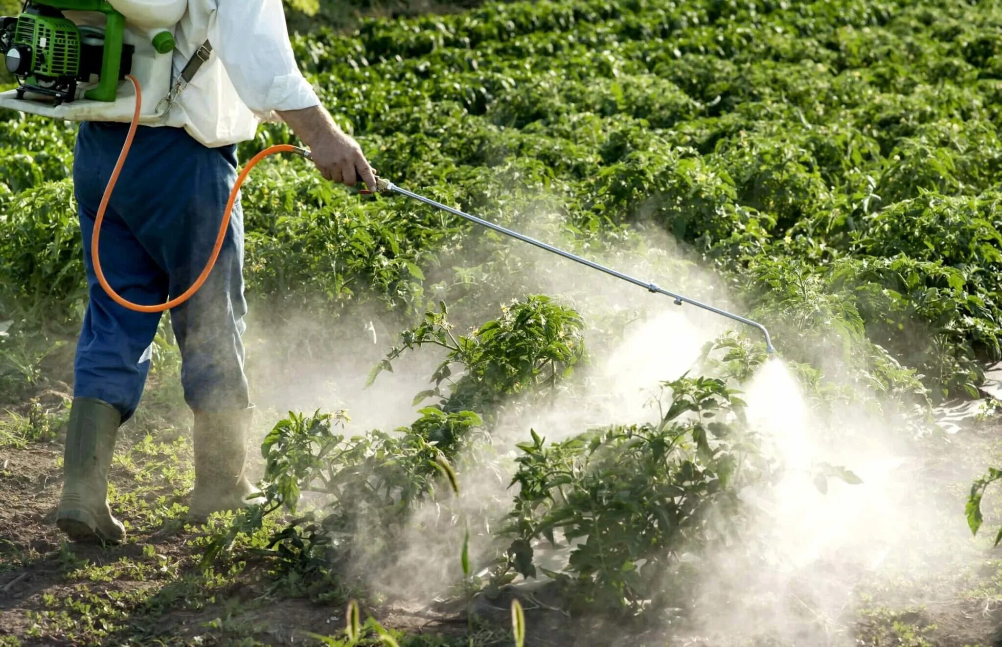 Plant protection. Пестициды. Сельское хозяйство загрязнение. Загрязнение почвы пестицидами. Пестициды и гербициды.