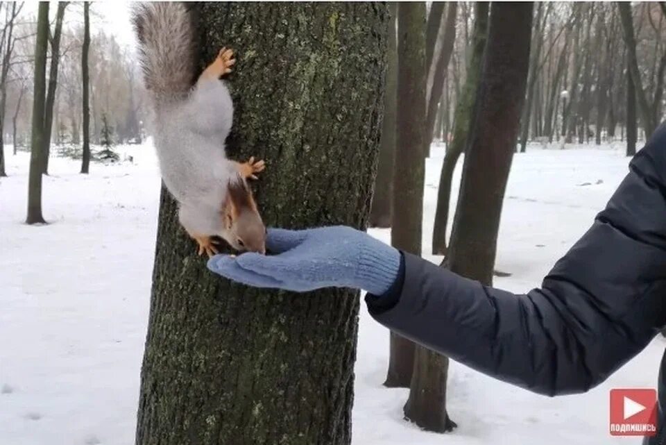 Белочка в парке. Встреча с белкой в сосновом бору. Белка в парке. Белка пугливая. Парк с белками.