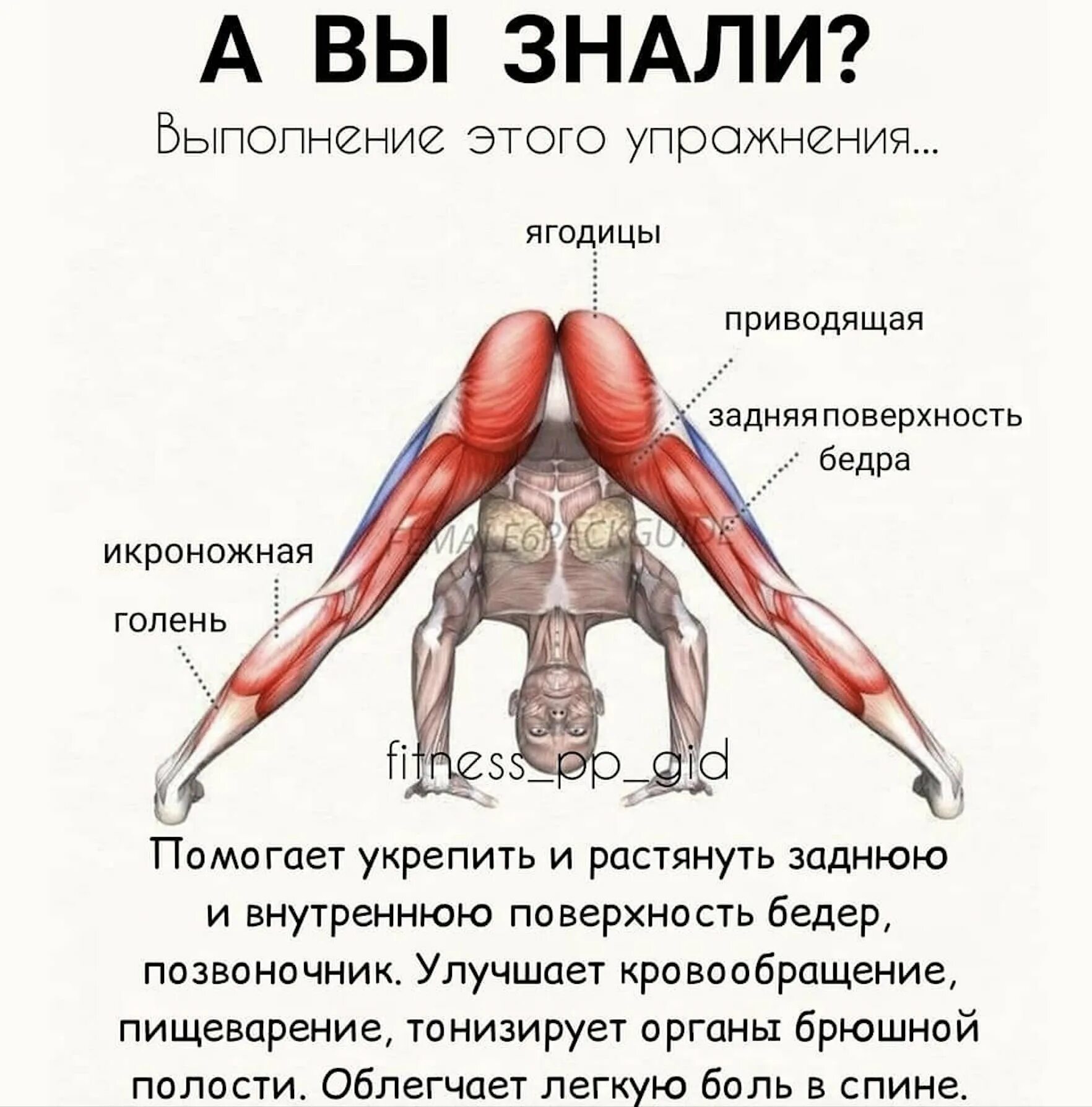 Задние ляшки