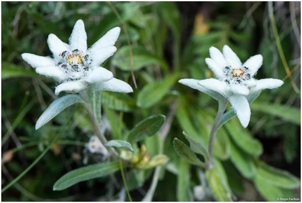 Какой тип питания характерен для эдельвейса. Эдельвейс (Leontopodium) alpinum. Эдельвейс Альпийский (с2). Редкий цветок Эдельвейс. Эдельвейс цветок Легенда.