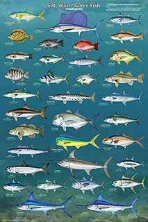 Наше море рыба