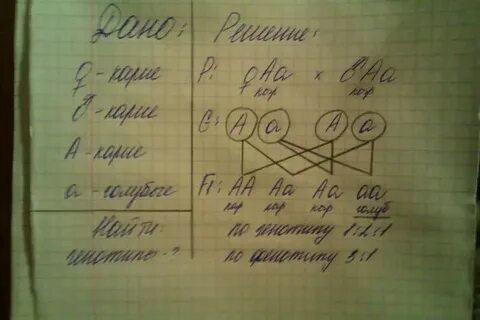 Голубоглазый мужчина оба родители