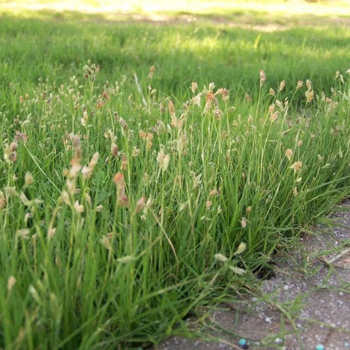 Зубровка трава. Зубровка душистая трава. Bouteloua dactyloides (Buffalo grass). Зубровка ползучая.