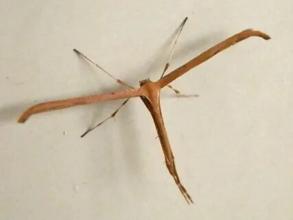 Emmelina monodactyla