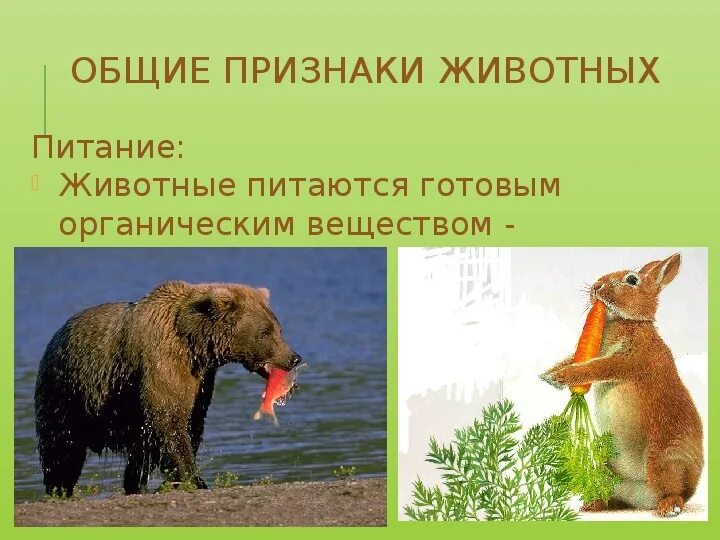 Питание животных презентация. Питание животных. Рабочая тетрадь по кормлению животных. Растительноядные животные питаются. Двойные стандарты еда животные.