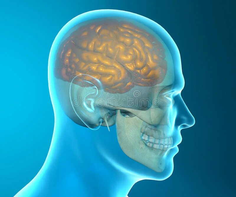 Мозги в черепной коробке. Человеческий мозг в черепе. Мозг в черепной коробке. Головной мозг человека в черепе.