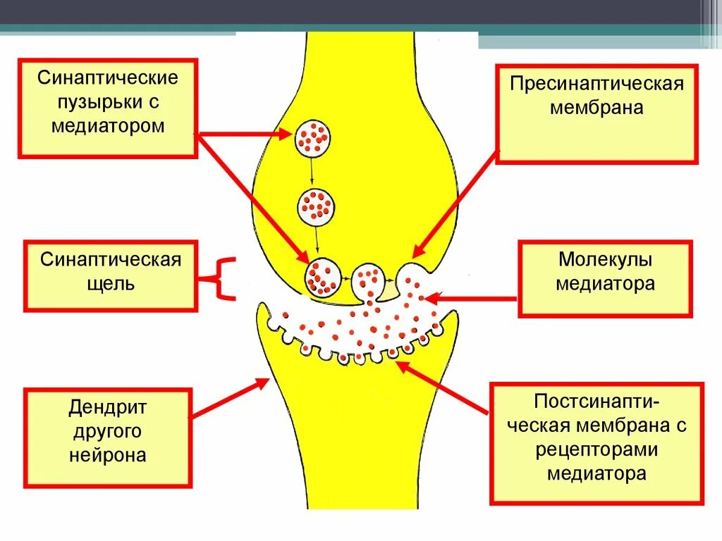 Синаптические пузырьки. Синаптическая щель. Синаптические пузырьки с медиаторами. Медиатор в синаптических пузырьках.