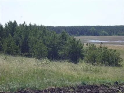 Зеленый борок курганская область