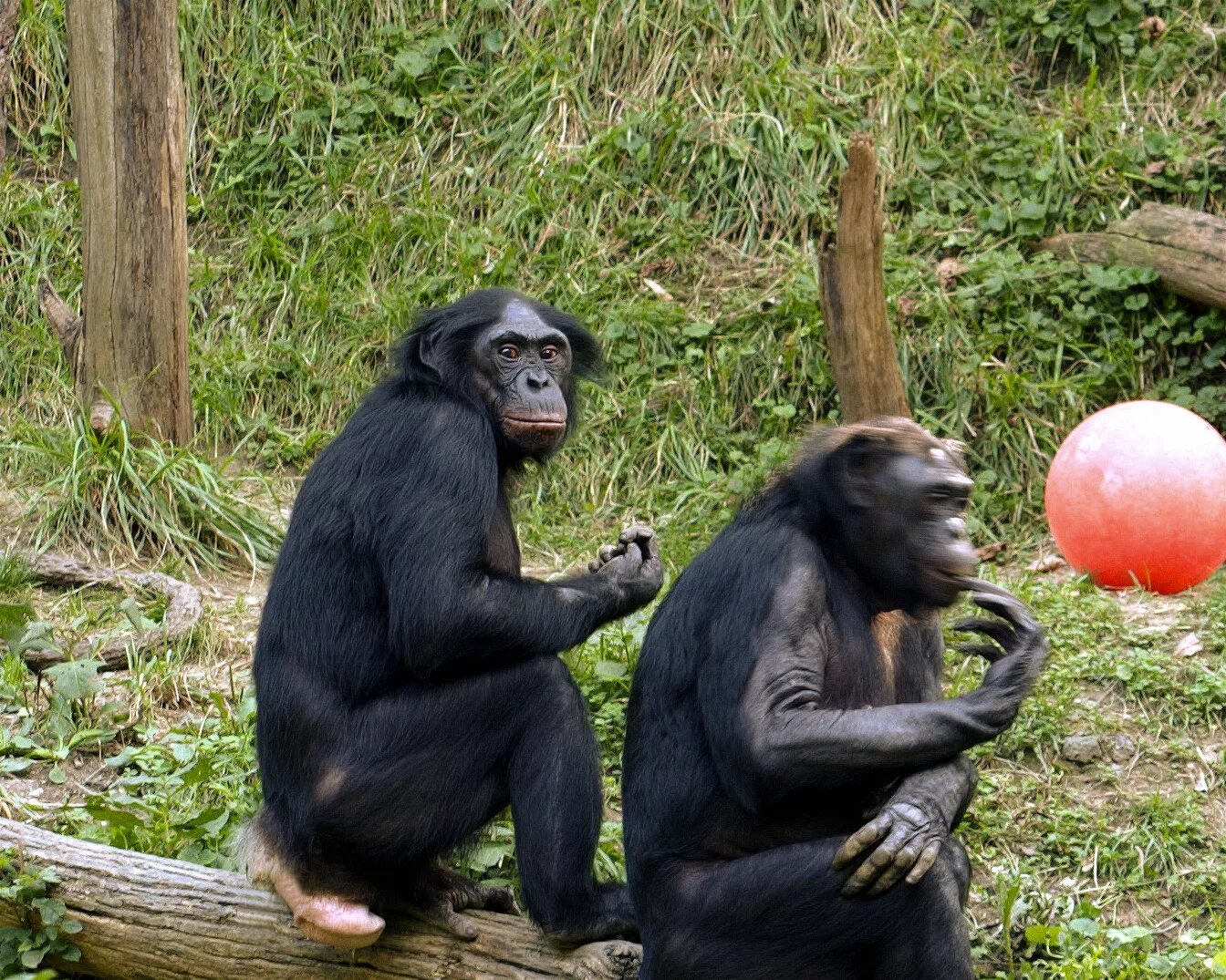 Обезьяны племя. Бонобо обезьяна. Шимпанзе бонобо. Карликовые шимпанзе бонобо. Анатомия шимпанзе бонобо.