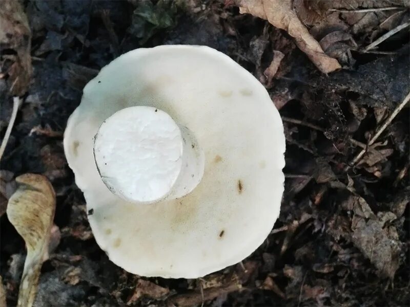 ) watl. гриб подосиновик картинка. навозник белый coprinus comatus. белый лат. Lactarius romagnesii.