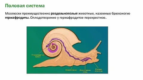 Раздельнополые моллюски