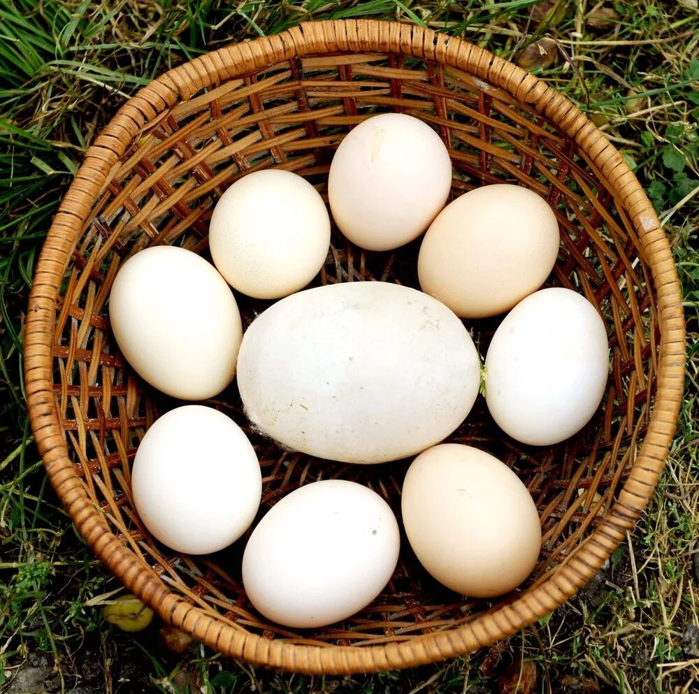 6 грамм яиц. Яйцо куриное. Яйца кур. Крупные яйца. Крупные куриные яйца.