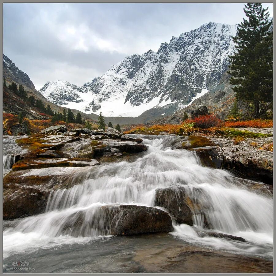 сибирская 5 букв. западносибирская лайка белая. сибирская 5 букв.