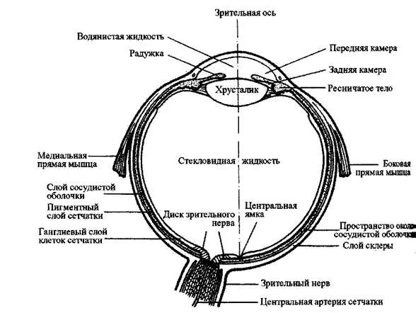 Структуры глаза зрительный нерв. Схема продольного разреза глазного яблока. Схема строения глазного яблока горизонтальный разрез. Схема глазного яблока (в сагиттальном сечении). Схема сагиттального разреза глазного яблока.
