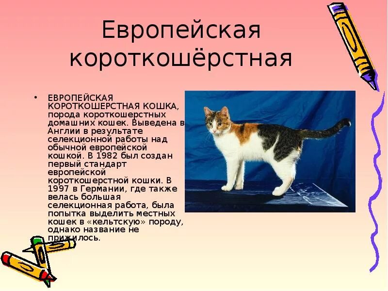 Доклад про кошку. Доклад про кошек. Презентация про кошек. Породы домашних кошек презентация. Презентация о домашней кошке.