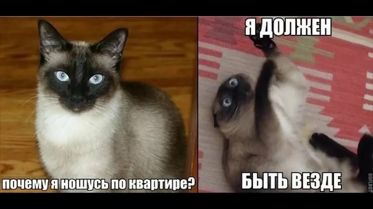 Погромче везде. Мемы с котом. Смешные мемы с котами. Смешные коты мемы с надписями. Мемы животные с надписями.