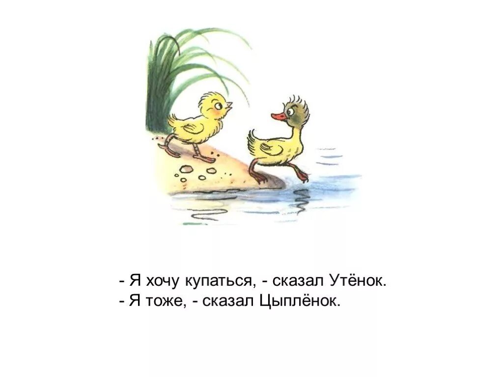 Скажи утку. Сутеев в. "цыпленок и утенок". Цыпленок и утенок я тоже. Я тоже сказал цыпленок. Как говорит утка.