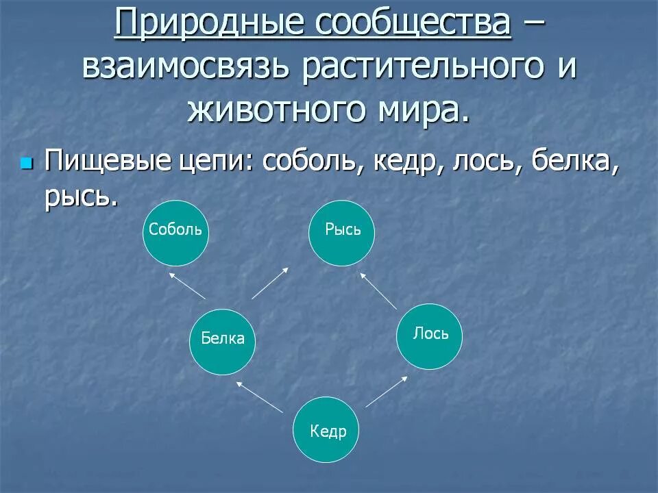 Составить схему природного сообщества. Схема природного сообщества. Структура природного сообщества схема. Понятие о природном сообществе.