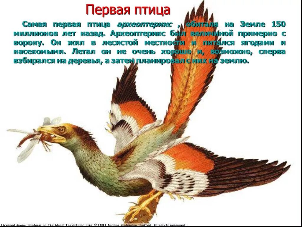 Первые птицы. Первая птица на земле Археоптерикс. Самая первая птица на земле. Древние птицы названия.