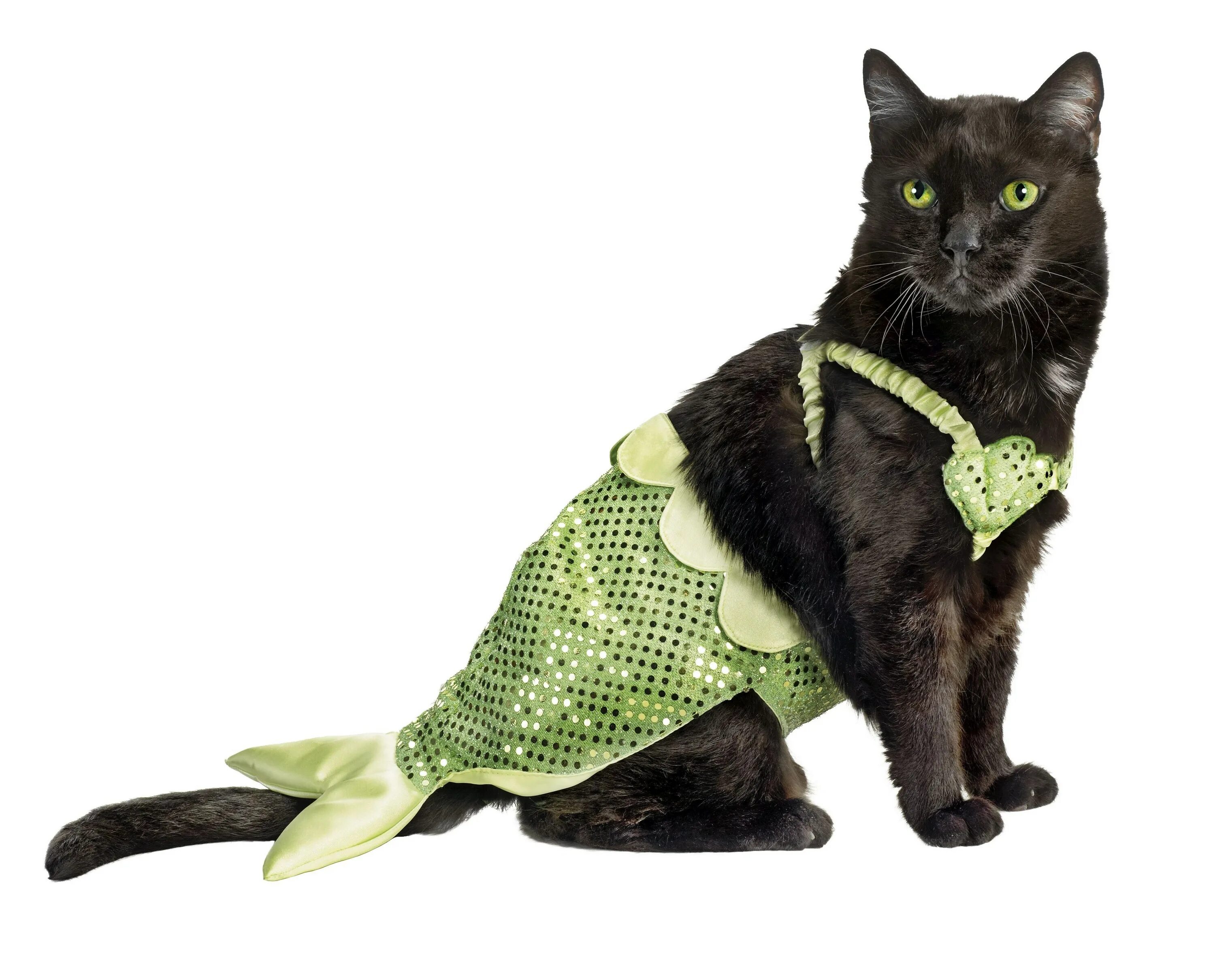 Кошечка с одеждой. Наряды для кошек. Костюм кошки. Кошка в платье. Костюмчики для кошек.