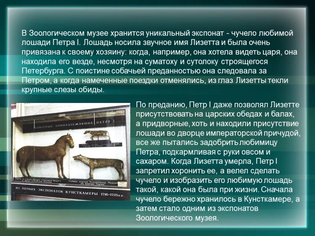 Рассказ экспонат краткое содержание. Чучело лошади петра 1 в зоологическом музеи санкт-петербурга. рассказ про экспонат в музее. зоологический музей информация. рассказ о зоологическом музее.
