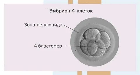 Зародыш сканворд