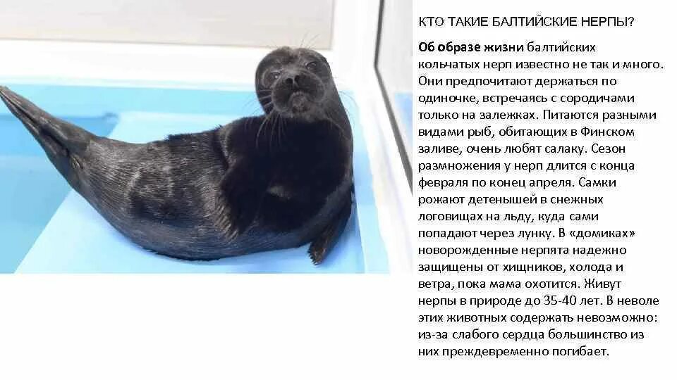 Содержать в неволе
