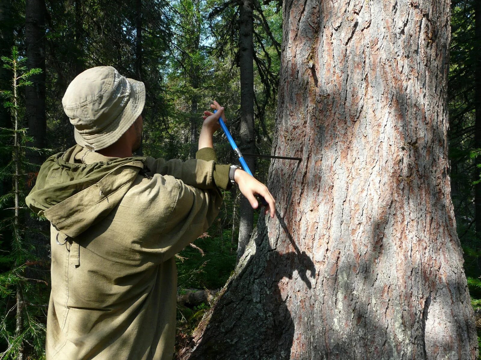 Лес возраст деревьев. Вековая сосна белокуриха. Кольца ствола дерева. Лес зеленый друг. Лиственница дерево лесная.