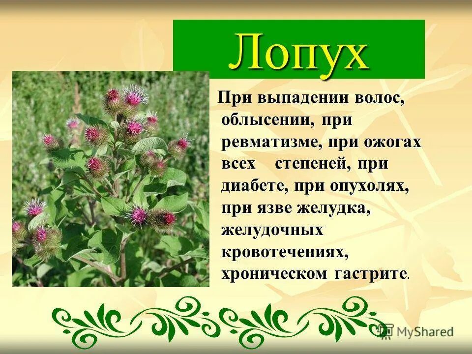 Каких только трав и цветов не. Лекарственные растения. Лечебные растения. Лекарственные растения картинки с описанием. Целебные растения с описанием.
