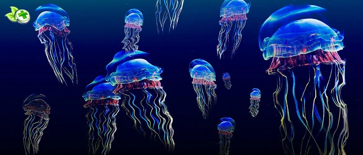 Книдария арк. Медуза арк. Медузы из арк. Pyria ark. Тусотеус арк.