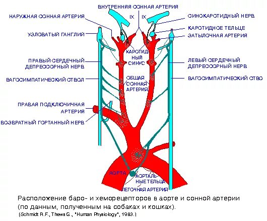 Каротидный синус анатомия. Рецепторы каротидного синуса. Барорецепторы сонной артерии. Барорецепторы синокаротидной зоны аорты.