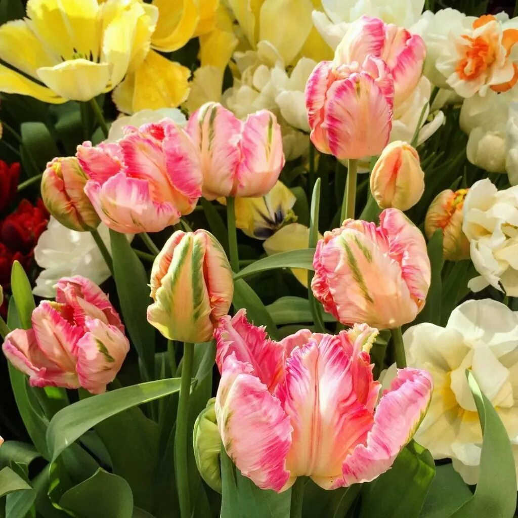 Тюльпан попугайный рококо дабл. Тюльпаны попугайчики. Flaming parrot тюльпан. Тюльпаны попугайчики. Тюльпаны попугайчики.