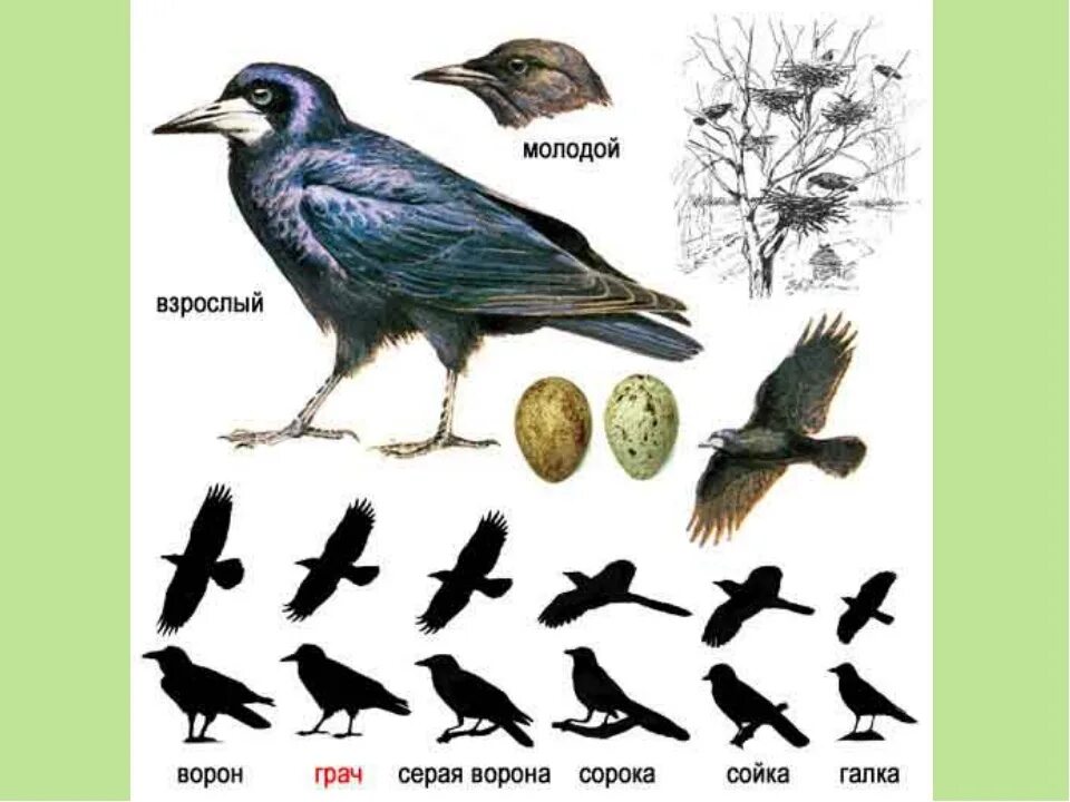 Как отличить грача. Ворон Грач Галка отличия. Галки семейство врановых. Грач (птица) врановые. Отличие вороны от галки и Грача.