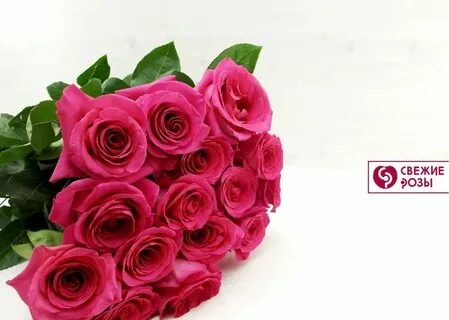 Розы пинк фото