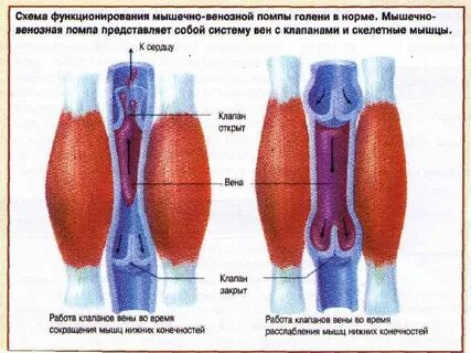Мышцы вен