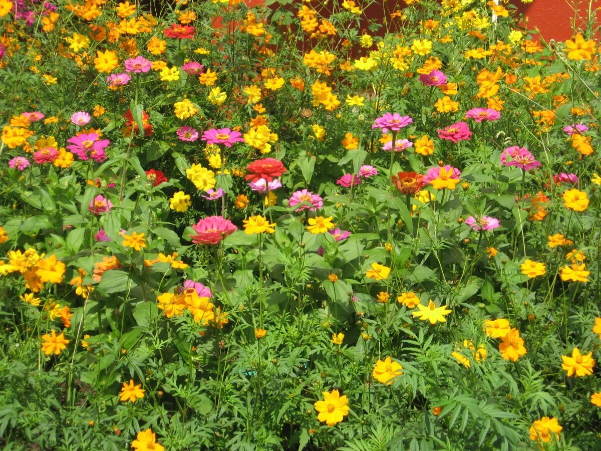 Цветочная поляна. Палусские луга. Цветочная поляна москва. Жк «цветочные поляны» староселье. Мавританский газон солнечная лужайка.