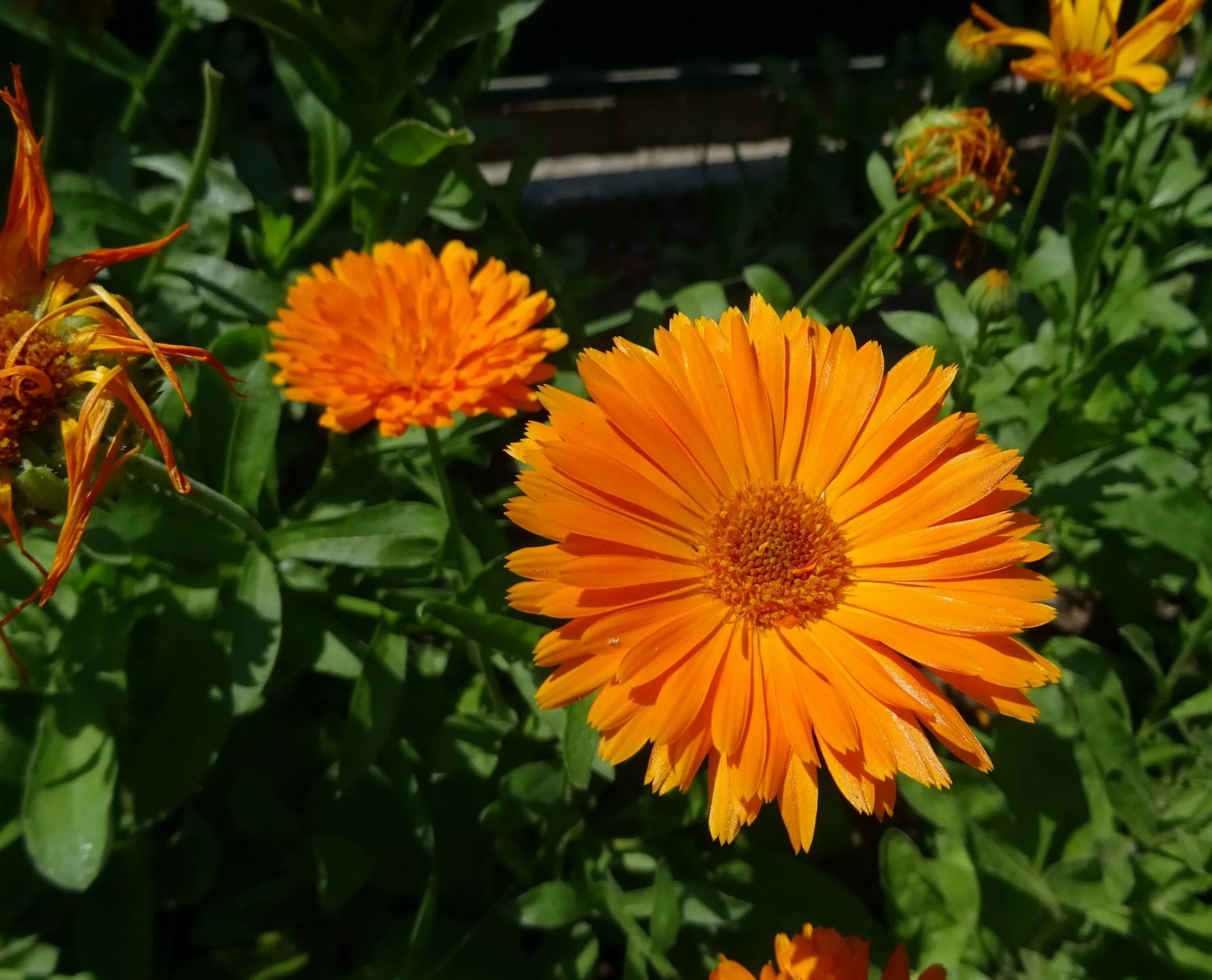 Календула пацифик. Ноготки календула цветки. Календула марица. Calendula officinalis. Календула кальта.