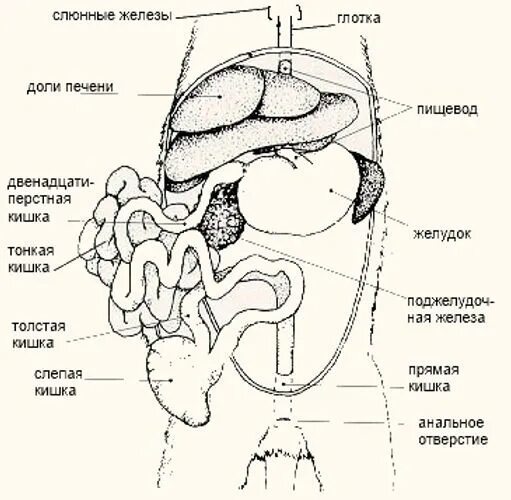 Слепая кишка кролика. Строение пищеварительной системы у хомяка. Кишечник грызунов строение. Пищеварительная система крысы. Органы пищеварения крысы.